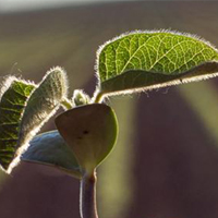 LI-6800 Portable Photosynthesis System